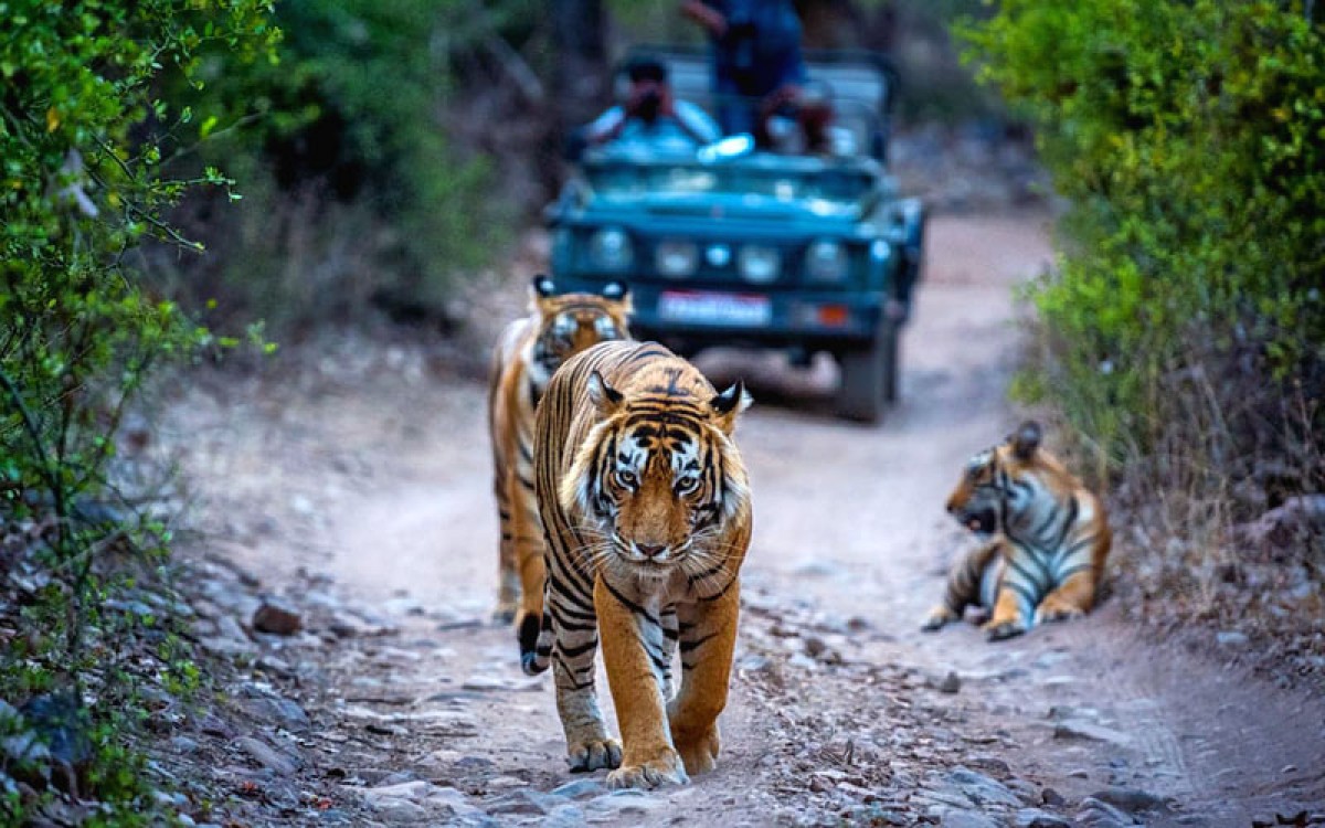 Ranthambore Safari: Where Wildlife Meets Serenity